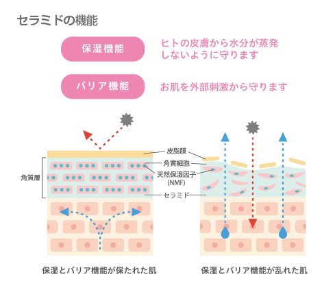 セラミドの機能